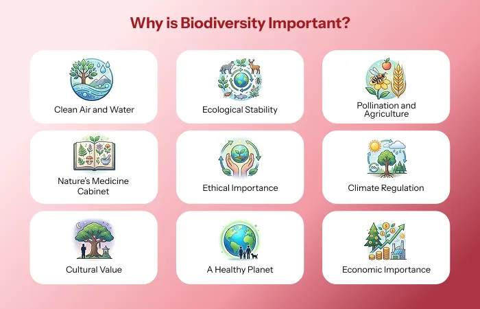 Why is Biodiversity Important_ Why is Biodiversity Important_